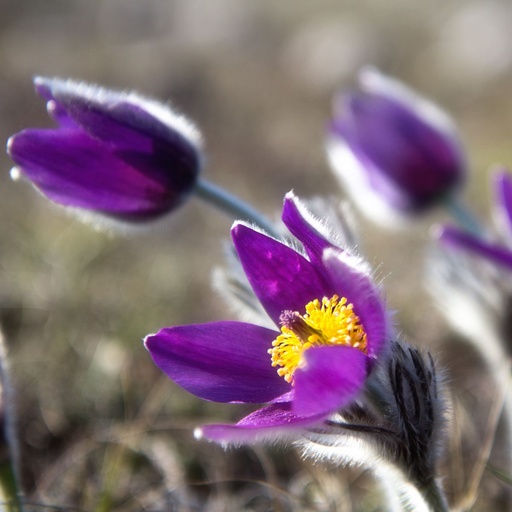 [X8076] Pulsatilla Vulgaris - BIO