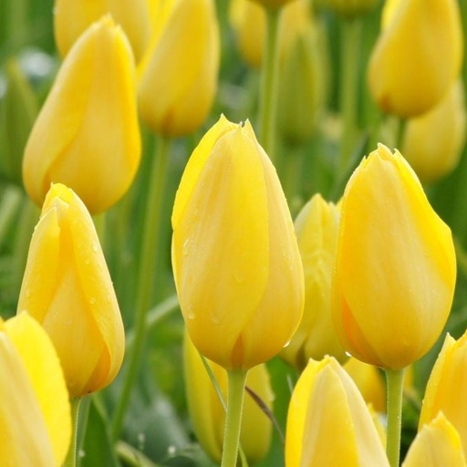 [A1135] Tulipa Big Smile - BIO