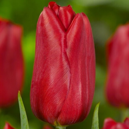 [A1139] Tulipa Strong Love - BIO