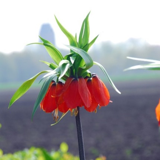 [A9069] Kaiserkrone - Fritillaria imp. Rubra - BIO