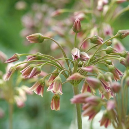 [A9072] Allium Siculum - Sizilianischer Honiglauch - BIO