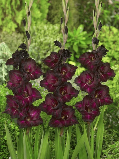 [B2022] Gladiolus Black Surprise - BIO 