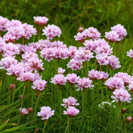 [X8077] Armeria Maritima - BIO