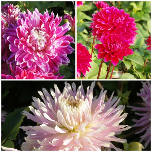 [B1093-V3] Muttertag Dahlia Mischung Rosa-Rot 3 ST v3 - BIO