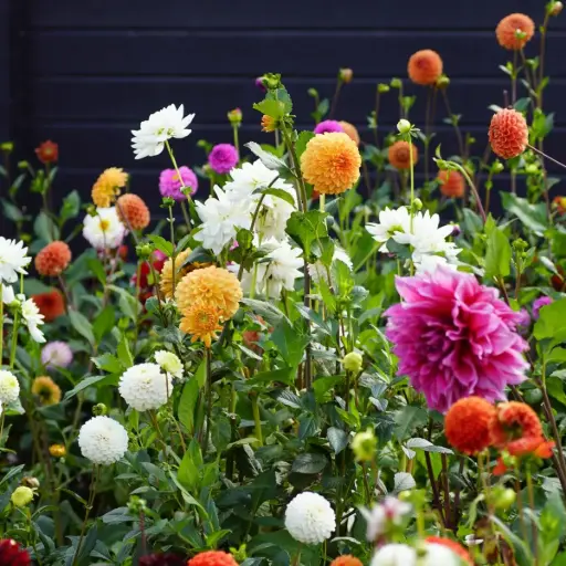 [B1099] Dahlien Pflückgarten Mix - BIO