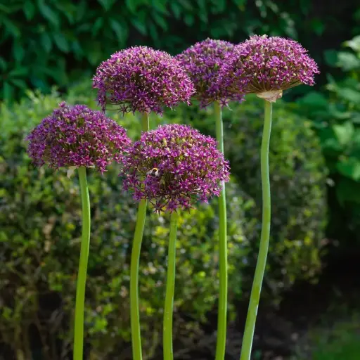 [A9077] Allium Magic - Zierlauch - BIO