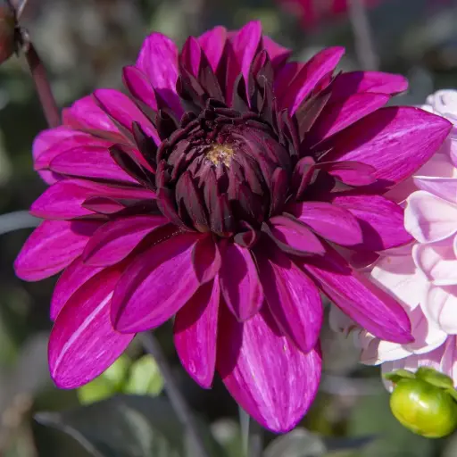 [B1061-1] Dahlia Le Baron - BIO
