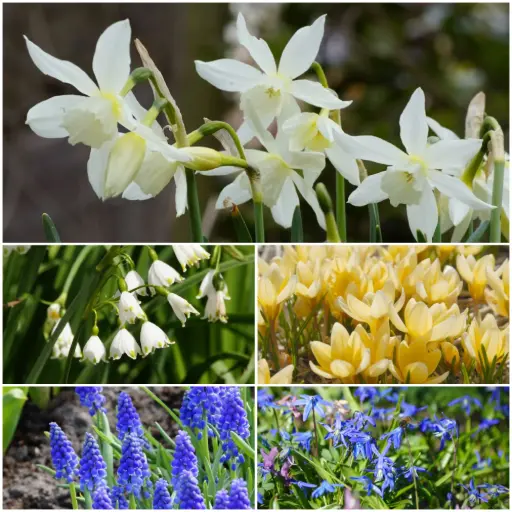 [AM99096] 60 Tage Frühlingspracht – BIO