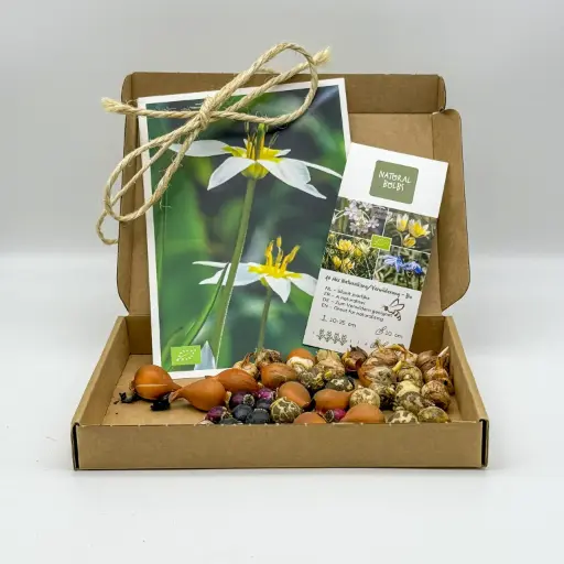 [AM99018-K] Geschenk Verwilderungsmischung 40 ST- BIO