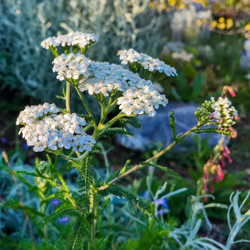 [X8084] Gemeine Schafgarbe - Achillea millefolium - BIO