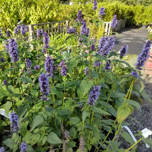 [X8085] Duftnesseln - Agastache Black Adder - BIO