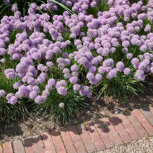 [X8086] Berglauch - Allium Senescens - BIO
