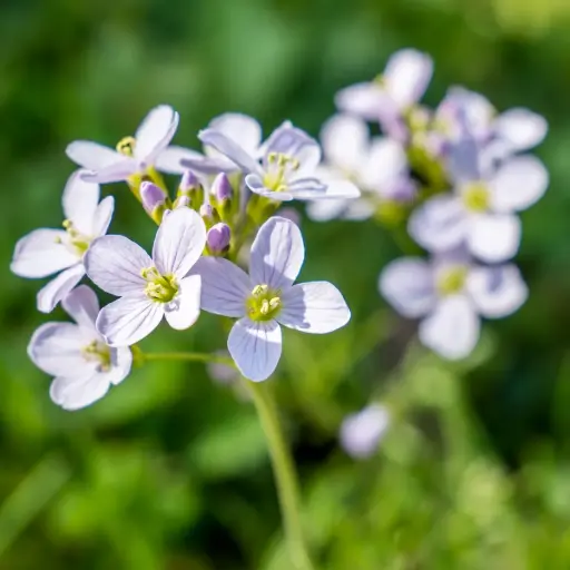 [B8087] Wiesenschaumkraut - Cardamine pratensis - BIO