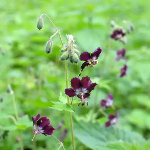 [B8089] Braune Storchschnabel - Geranium phaeum - BIO