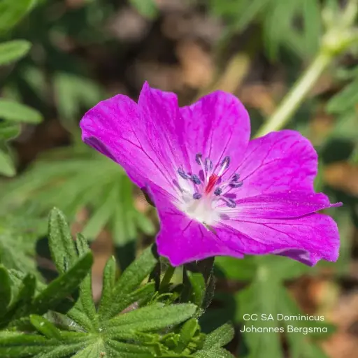 [B8090] Storchschnäbel - Geranium 'Fruit d'Fleur' - BIO