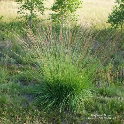 [X8092] Pfeifengras - Molinia caerulea 'Moorhexe' - BIO