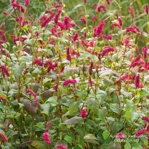 [B8093] Knöterich - Persicaria a. 'JS Calor' - BIO