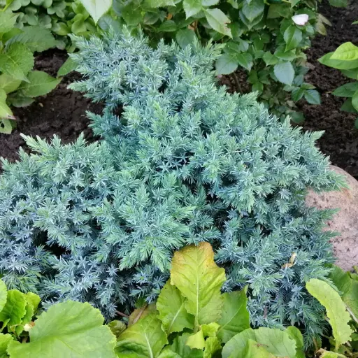 [B8096] Juniperus squamata 'Blue Star' - BIO