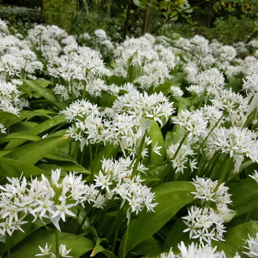 [A9080] Bärlauch - Allium Ursinum - BIO