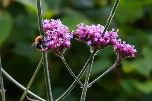 [X7003] Patagonisches Eisenkraut - Verbena Bonariensis - Compact  - BIO