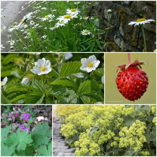 [X7902] Fliesenentferner Gartenbeet-Set Halbschatten 1 m² – BIO