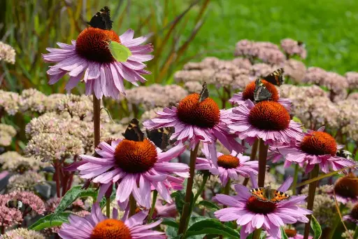 [B7005] Echinacea p. Magnus - Compact  - BIO