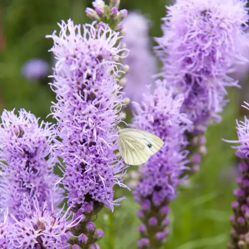 [X7006] Liatris Spicata - Compact - BIO