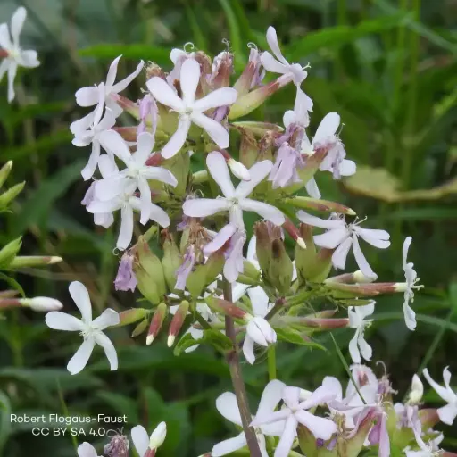 [B7007] Saponaria Officinalis - Compact - BIO
