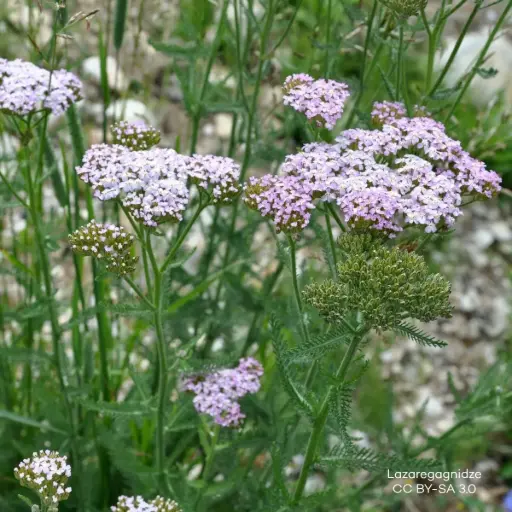 [B7008] Schafgarbe - Achillea m. Apfelblüte - P9 - BIO