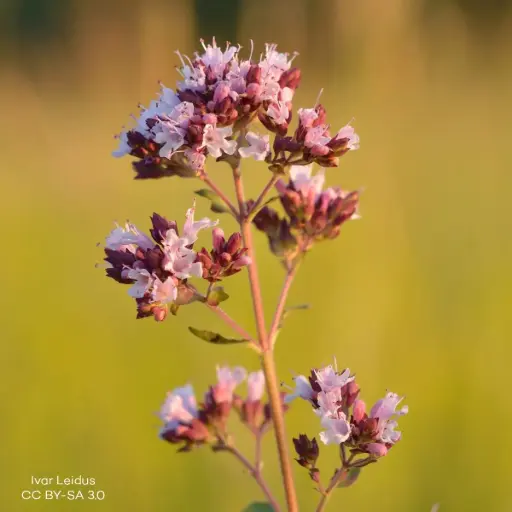 [B7009] Origanum vulg. 'Compactum' P9 - ORG
