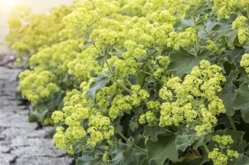 [B7011] Alchemilla Mollis - Compact  - BIO