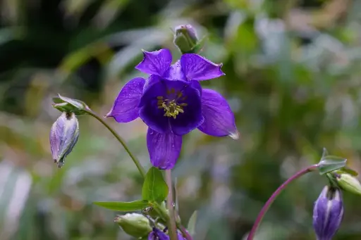 [X7013] Aquilegia Alpina - Compact - BIO
