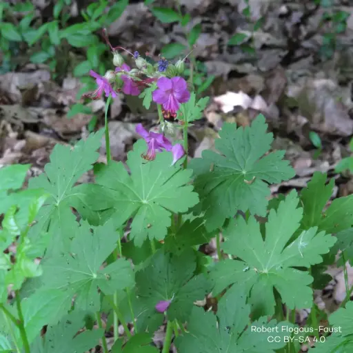 [B7015] Balkan Storchschnäbel - Geranium Macrorrhizum - Compact - BIO