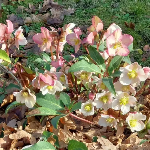 [X7019] Helleborus Orientalis - Compact - BIO