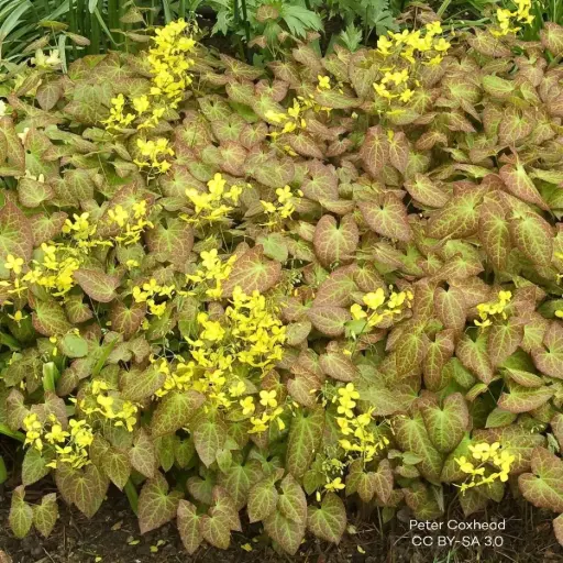 [X7020] Epimedium perralc. Frohnleiten - Compact - BIO