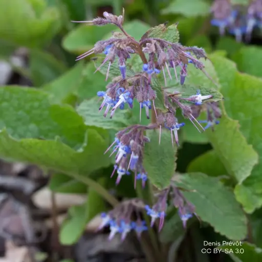 [B7022] Trachystemon Orientalis - Compact - BIO