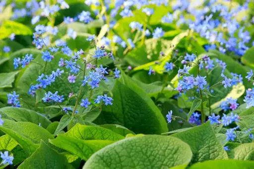 [B7023] Brunnera Macrophylla - Compact - BIO