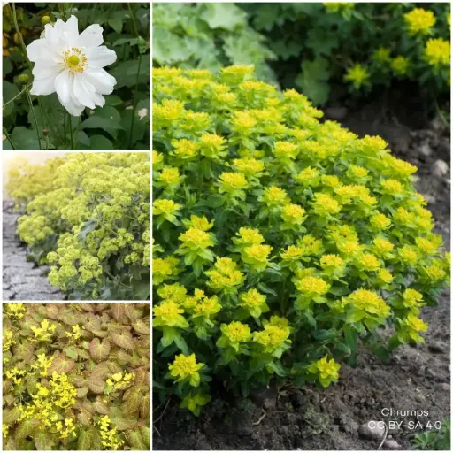 [B7904-BP] Staudenbeet Paket für Schatten 1 m² – BIO