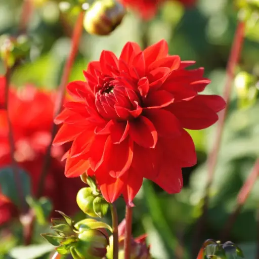 [B1002] Dahlie Dekorativ Rot - BIO