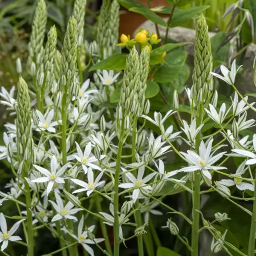 [A9079] Milchstern - Ornithogalum ponticum Sochi - BIO