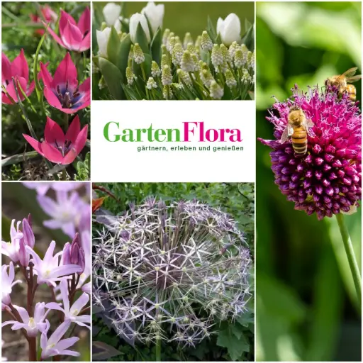 [AM99098] GartenFlora Frühlingspracht 40 ST - BIO