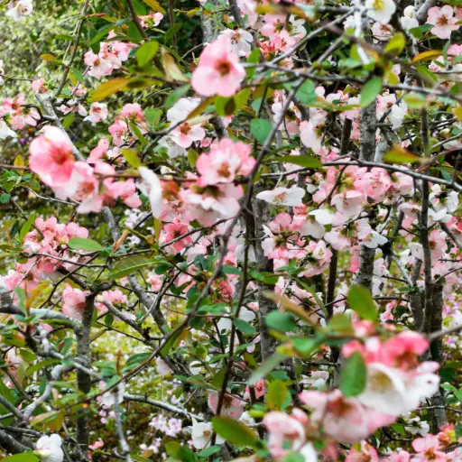 [F1025] Chinesische Scheinquitte - Chaenomeles cathayensis - Geräumig - BIO