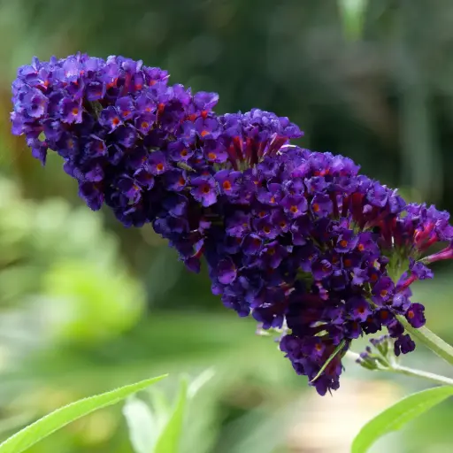 [X8098] Schmetterlingsflieder - Buddleja Black Knight - Geräumig - BIO