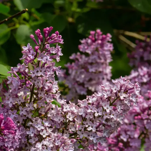 [X8100] Syringa Josée - Gemeiner Flieder - Geräumig - BIO