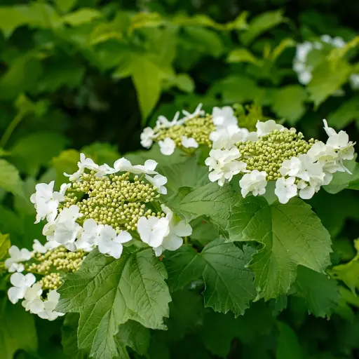 [X8101] Gemeiner Schneeball - Viburnum Opulus - P15 - BIO