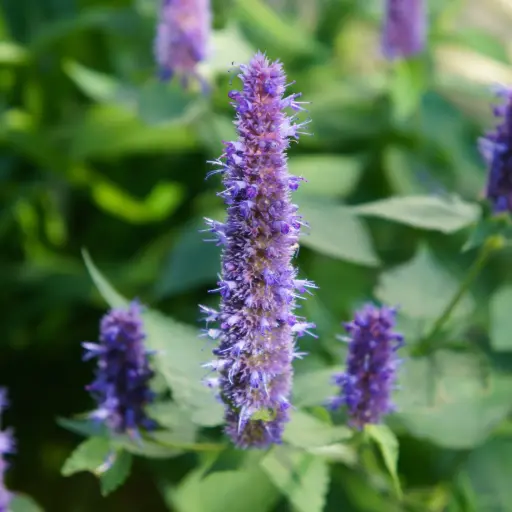 [X7028] Duftnesseln - Agastache Black Adder - Compact - BIO