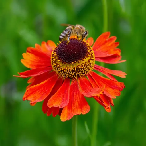 [X7038] Sonnenbraut - Helenium Moerheim Beauty - Compact - BIO