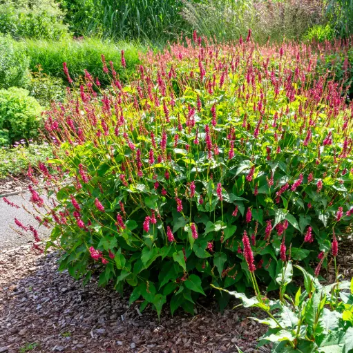 [X7041] Kerzenknöterich - Persicaria amplexicaulis - Compact - BIO