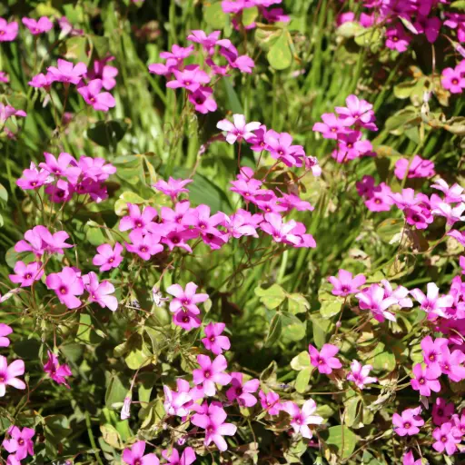 [B7042] Polsterphlox - Phlox sub. Scarlet Flame - Compact  - BIO