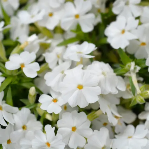 [X7043] Polsterphlox - Phlox sub. White Delight - Compact - BIO